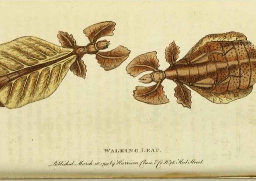 Reproducción/Reproduction 49091563912: The Naturalist's Pocket Magazine or compleat cabinet of the curiosities and beauties of nature.. London.. 