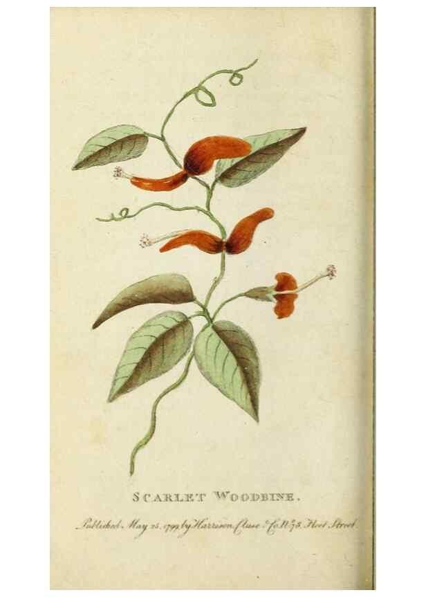 Reproducción/Reproduction 49091377521: The Naturalist's Pocket Magazine or compleat cabinet of the curiosities and beauties of nature.. London.. 