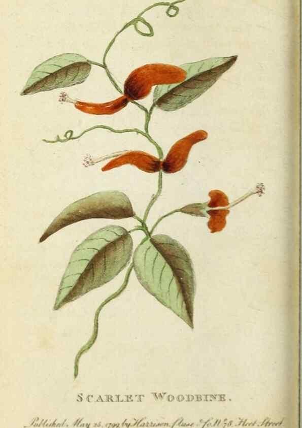 Reproducción/Reproduction 49091377521: The Naturalist's Pocket Magazine or compleat cabinet of the curiosities and beauties of nature.. London.. 