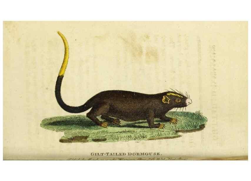 Reproducción/Reproduction 49091361746: The Naturalist's Pocket Magazine or compleat cabinet of the curiosities and beauties of nature.. London.. 