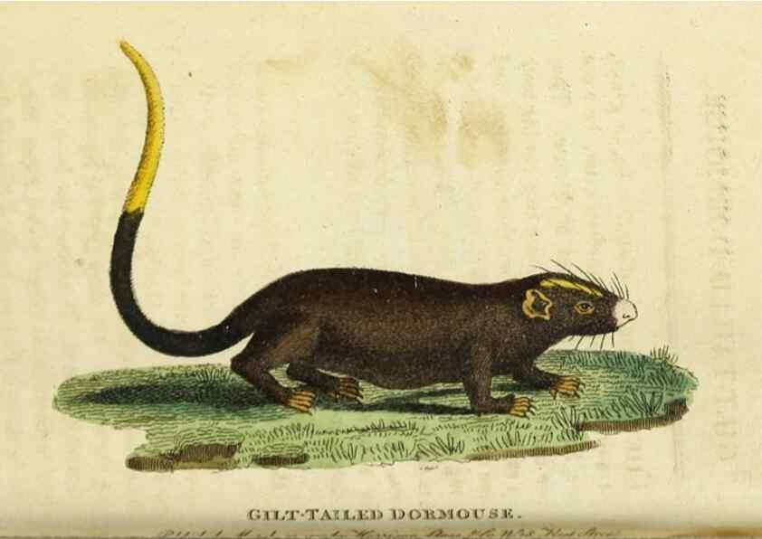 Reproducción/Reproduction 49091361746: The Naturalist's Pocket Magazine or compleat cabinet of the curiosities and beauties of nature.. London.. 