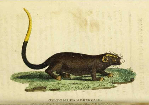 Reproducción/Reproduction 49091361746: The Naturalist's Pocket Magazine or compleat cabinet of the curiosities and beauties of nature.. London.. 