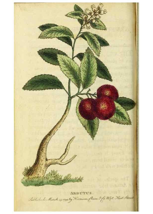 Reproducción/Reproduction 49091565132: The Naturalist's Pocket Magazine or compleat cabinet of the curiosities and beauties of nature.. London.. 