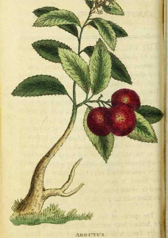 Reproducción/Reproduction 49091565132: The Naturalist's Pocket Magazine or compleat cabinet of the curiosities and beauties of nature.. London.. 