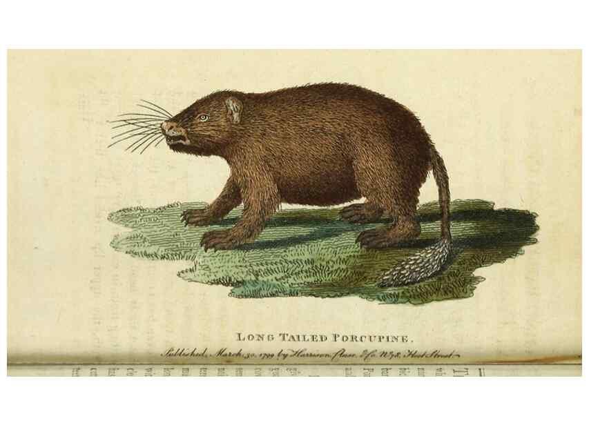 Reproducción/Reproduction 49091362906: The Naturalist's Pocket Magazine or compleat cabinet of the curiosities and beauties of nature.. London.. 