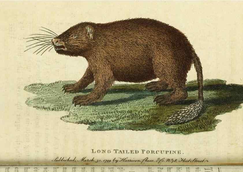 Reproducción/Reproduction 49091362906: The Naturalist's Pocket Magazine or compleat cabinet of the curiosities and beauties of nature.. London.. 