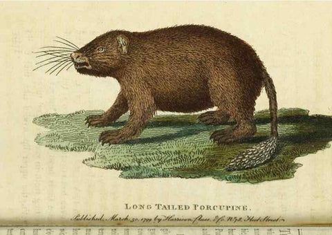 Reproducción/Reproduction 49091362906: The Naturalist's Pocket Magazine or compleat cabinet of the curiosities and beauties of nature.. London.. 