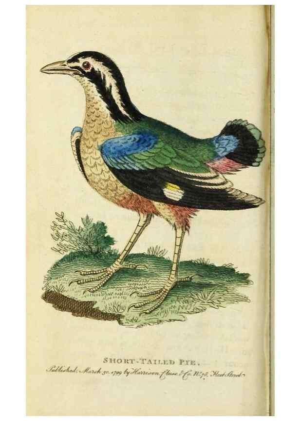 Reproducción/Reproduction 49091565887: The Naturalist's Pocket Magazine or compleat cabinet of the curiosities and beauties of nature.. London.. 