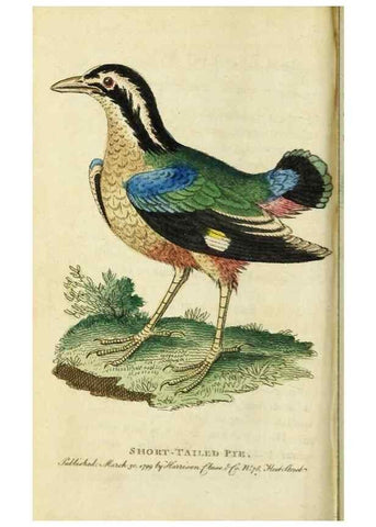 Reproducción/Reproduction 49091565887: The Naturalist's Pocket Magazine or compleat cabinet of the curiosities and beauties of nature.. London.. 