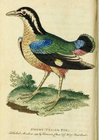 Reproducción/Reproduction 49091565887: The Naturalist's Pocket Magazine or compleat cabinet of the curiosities and beauties of nature.. London.. 
