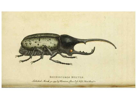 Reproducción/Reproduction 49090851833: The Naturalist's Pocket Magazine or compleat cabinet of the curiosities and beauties of nature.. London.. 
