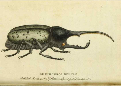 Reproducción/Reproduction 49090851833: The Naturalist's Pocket Magazine or compleat cabinet of the curiosities and beauties of nature.. London.. 