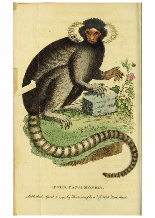 Reproducción/Reproduction 49091566577: The Naturalist's Pocket Magazine or compleat cabinet of the curiosities and beauties of nature.. London.. 