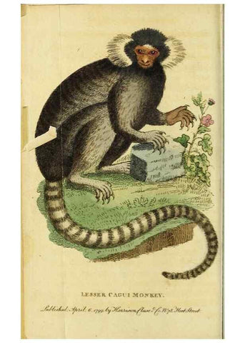 Reproducción/Reproduction 49091566577: The Naturalist's Pocket Magazine or compleat cabinet of the curiosities and beauties of nature.. London.. 