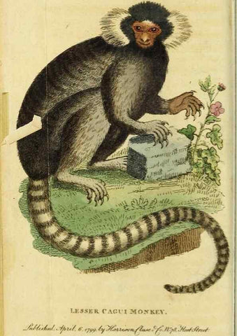 Reproducción/Reproduction 49091566577: The Naturalist's Pocket Magazine or compleat cabinet of the curiosities and beauties of nature.. London.. 