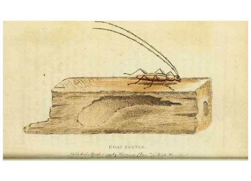 Reproducción/Reproduction 49091566967: The Naturalist's Pocket Magazine or compleat cabinet of the curiosities and beauties of nature.. London.. 