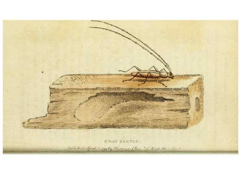 Reproducción/Reproduction 49091566967: The Naturalist's Pocket Magazine or compleat cabinet of the curiosities and beauties of nature.. London.. 
