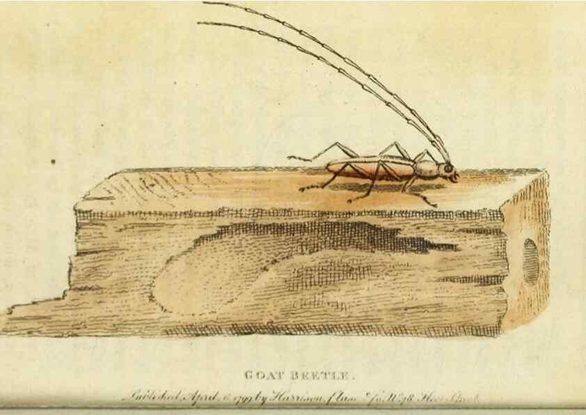 Reproducción/Reproduction 49091566967: The Naturalist's Pocket Magazine or compleat cabinet of the curiosities and beauties of nature.. London.. 