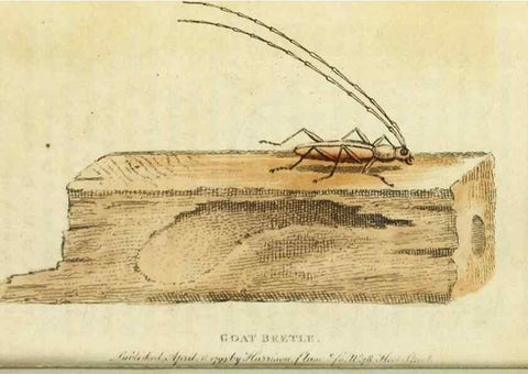 Reproducción/Reproduction 49091566967: The Naturalist's Pocket Magazine or compleat cabinet of the curiosities and beauties of nature.. London.. 