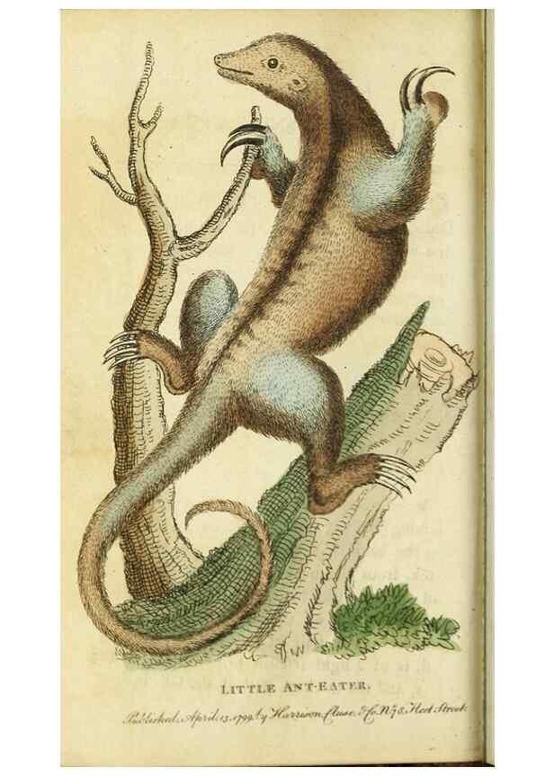 Reproducción/Reproduction 49091364661: The Naturalist's Pocket Magazine or compleat cabinet of the curiosities and beauties of nature.. London.. 