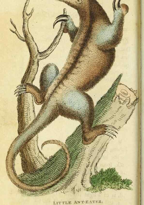 Reproducción/Reproduction 49091364661: The Naturalist's Pocket Magazine or compleat cabinet of the curiosities and beauties of nature.. London.. 