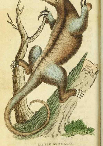 Reproducción/Reproduction 49091364661: The Naturalist's Pocket Magazine or compleat cabinet of the curiosities and beauties of nature.. London.. 