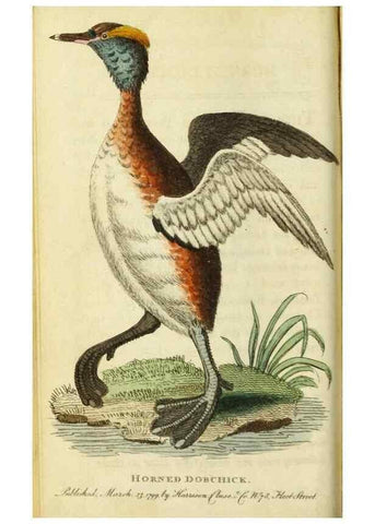 Reproducción/Reproduction 49091564732: The Naturalist's Pocket Magazine or compleat cabinet of the curiosities and beauties of nature.. London.. 