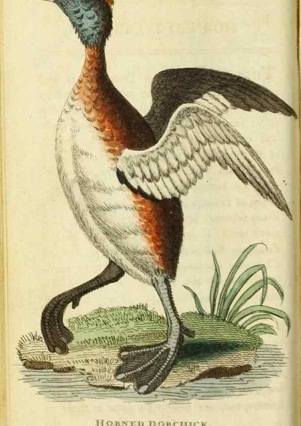 Reproducción/Reproduction 49091564732: The Naturalist's Pocket Magazine or compleat cabinet of the curiosities and beauties of nature.. London.. 