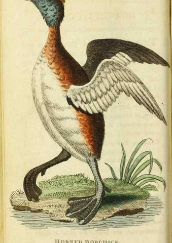 Reproducción/Reproduction 49091564732: The Naturalist's Pocket Magazine or compleat cabinet of the curiosities and beauties of nature.. London.. 