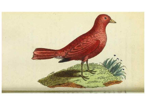 Reproducción/Reproduction 49095163721: The Naturalist's Pocket Magazine or compleat cabinet of the curiosities and beauties of nature.. London.. 