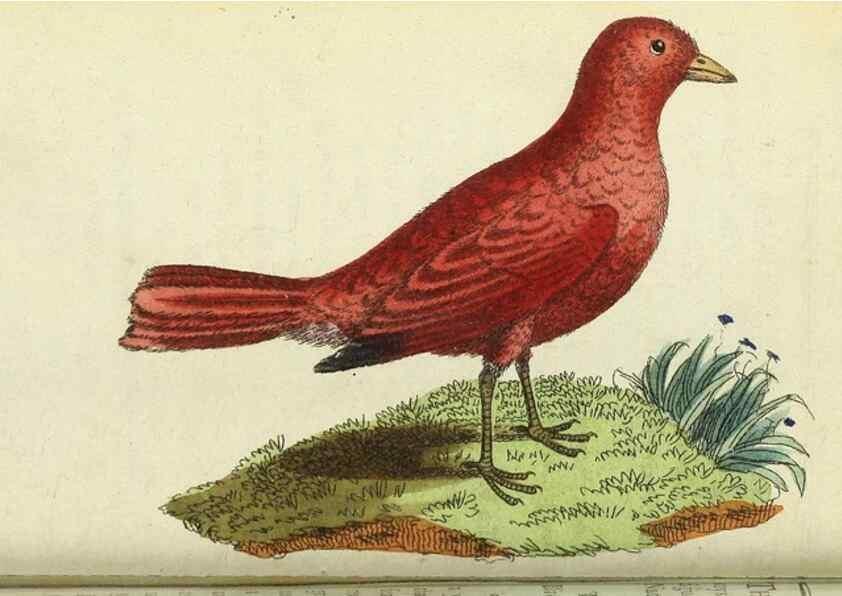 Reproducción/Reproduction 49095163721: The Naturalist's Pocket Magazine or compleat cabinet of the curiosities and beauties of nature.. London.. 