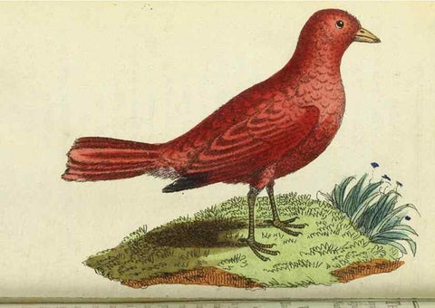 Reproducción/Reproduction 49095163721: The Naturalist's Pocket Magazine or compleat cabinet of the curiosities and beauties of nature.. London.. 