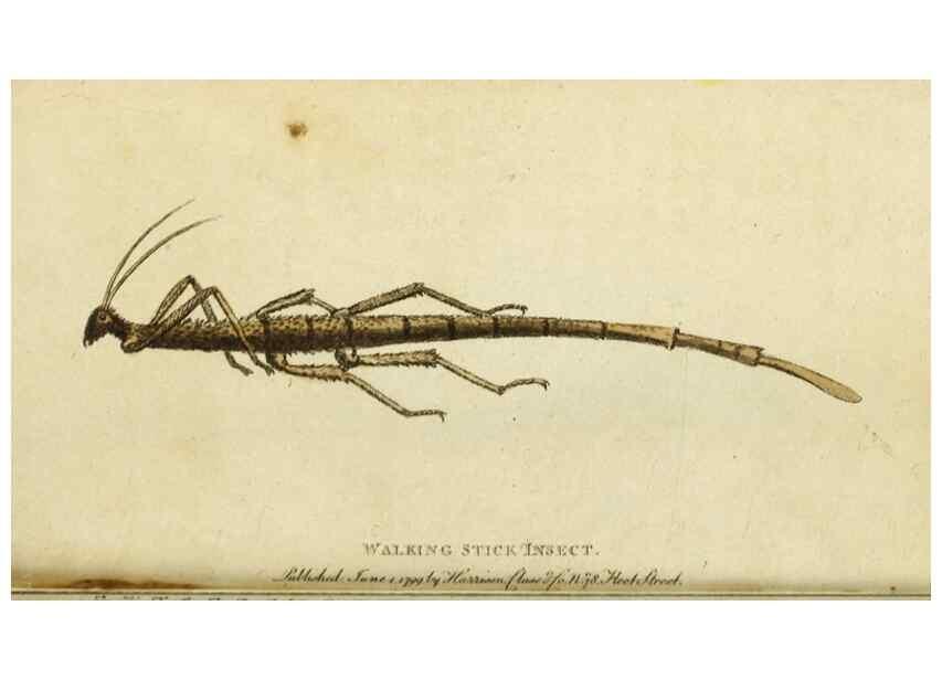 Reproducción/Reproduction 49090866568: The Naturalist's Pocket Magazine or compleat cabinet of the curiosities and beauties of nature.. London.. 