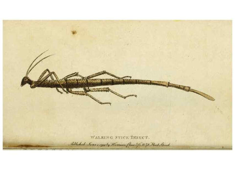 Reproducción/Reproduction 49090866568: The Naturalist's Pocket Magazine or compleat cabinet of the curiosities and beauties of nature.. London.. 