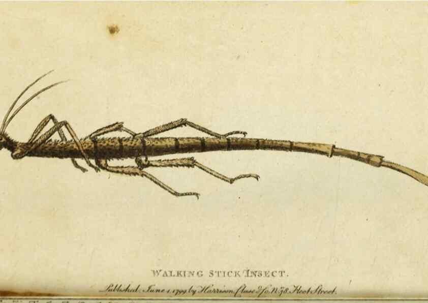 Reproducción/Reproduction 49090866568: The Naturalist's Pocket Magazine or compleat cabinet of the curiosities and beauties of nature.. London.. 