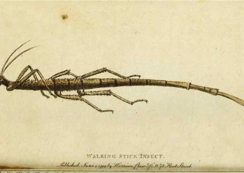 Reproducción/Reproduction 49090866568: The Naturalist's Pocket Magazine or compleat cabinet of the curiosities and beauties of nature.. London.. 