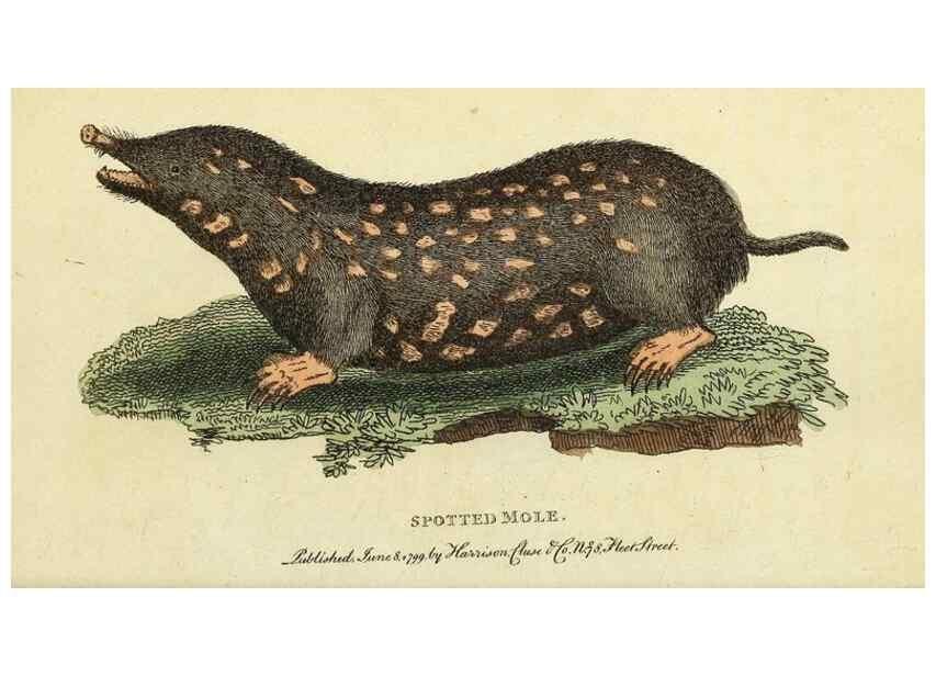 Reproducción/Reproduction 49095158501: The Naturalist's Pocket Magazine or compleat cabinet of the curiosities and beauties of nature.. London.. 