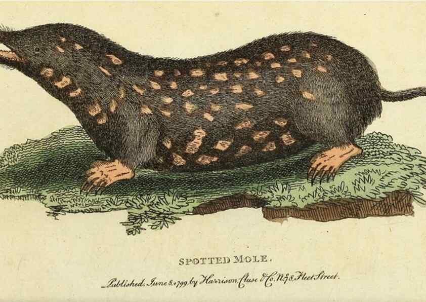 Reproducción/Reproduction 49095158501: The Naturalist's Pocket Magazine or compleat cabinet of the curiosities and beauties of nature.. London.. 