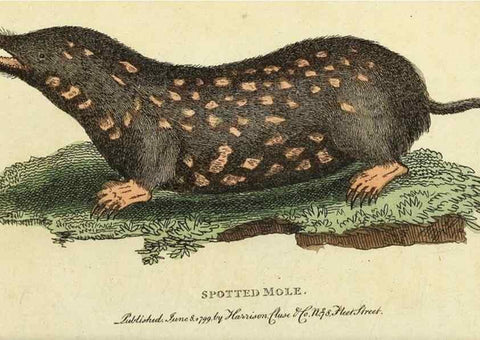 Reproducción/Reproduction 49095158501: The Naturalist's Pocket Magazine or compleat cabinet of the curiosities and beauties of nature.. London.. 