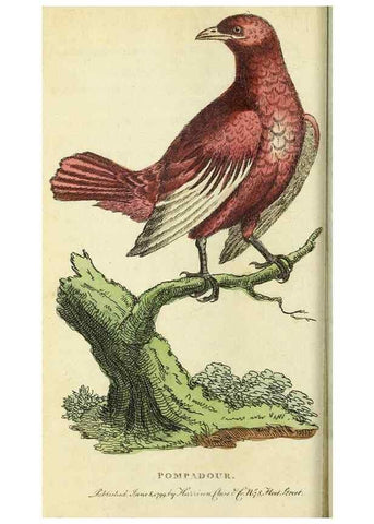Reproducción/Reproduction 49095158801: The Naturalist's Pocket Magazine or compleat cabinet of the curiosities and beauties of nature.. London.. 