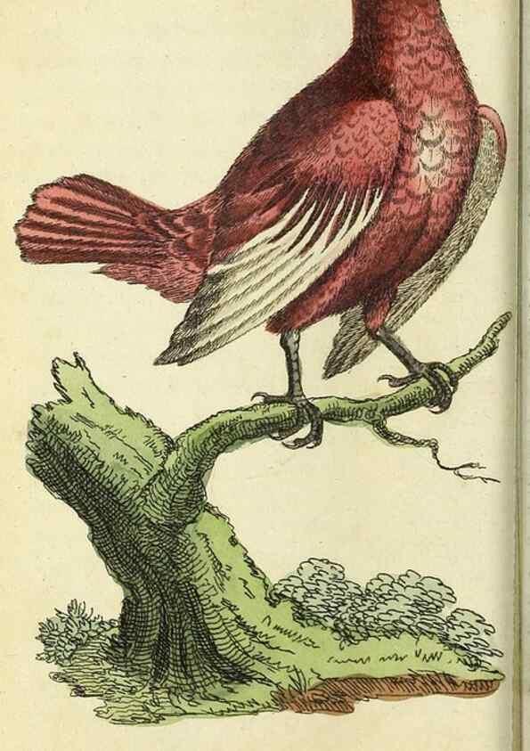Reproducción/Reproduction 49095158801: The Naturalist's Pocket Magazine or compleat cabinet of the curiosities and beauties of nature.. London.. 