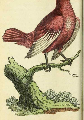 Reproducción/Reproduction 49095158801: The Naturalist's Pocket Magazine or compleat cabinet of the curiosities and beauties of nature.. London.. 