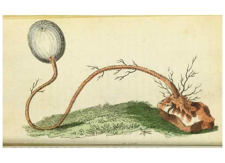 Reproducción/Reproduction 49095347997: The Naturalist's Pocket Magazine or compleat cabinet of the curiosities and beauties of nature.. London.. 