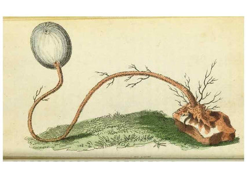 Reproducción/Reproduction 49095347997: The Naturalist's Pocket Magazine or compleat cabinet of the curiosities and beauties of nature.. London.. 