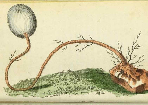 Reproducción/Reproduction 49095347997: The Naturalist's Pocket Magazine or compleat cabinet of the curiosities and beauties of nature.. London.. 