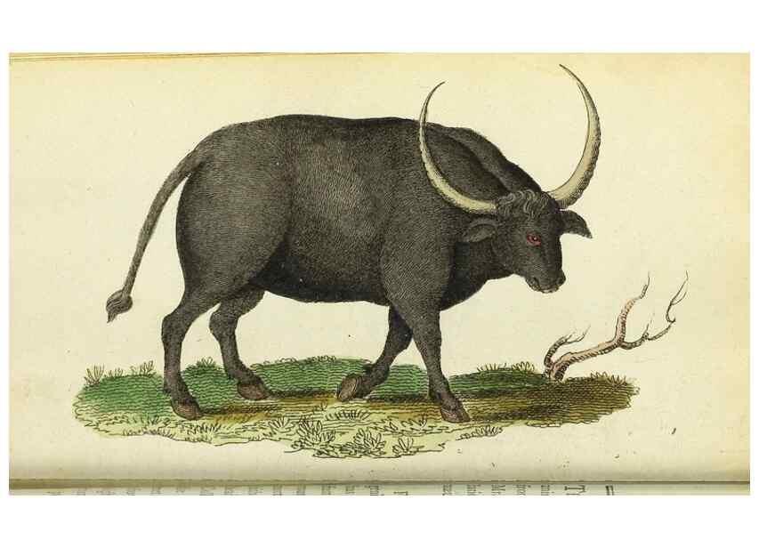 Reproducción/Reproduction 49095348367: The Naturalist's Pocket Magazine or compleat cabinet of the curiosities and beauties of nature.. London.. 