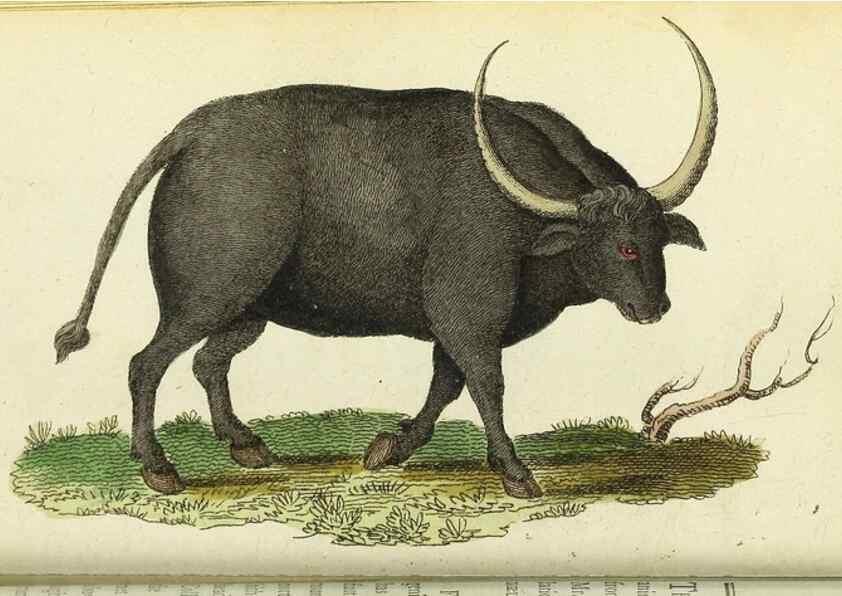 Reproducción/Reproduction 49095348367: The Naturalist's Pocket Magazine or compleat cabinet of the curiosities and beauties of nature.. London.. 