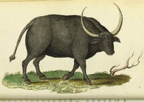 Reproducción/Reproduction 49095348367: The Naturalist's Pocket Magazine or compleat cabinet of the curiosities and beauties of nature.. London.. 