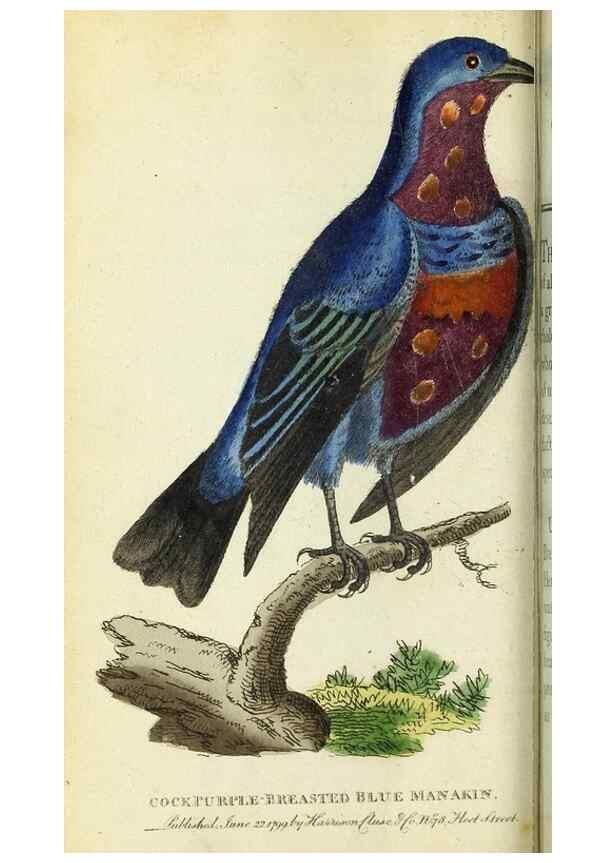 Reproducción/Reproduction 49095159736: The Naturalist's Pocket Magazine or compleat cabinet of the curiosities and beauties of nature.. London.. 