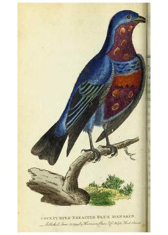 Reproducción/Reproduction 49095159736: The Naturalist's Pocket Magazine or compleat cabinet of the curiosities and beauties of nature.. London.. 
